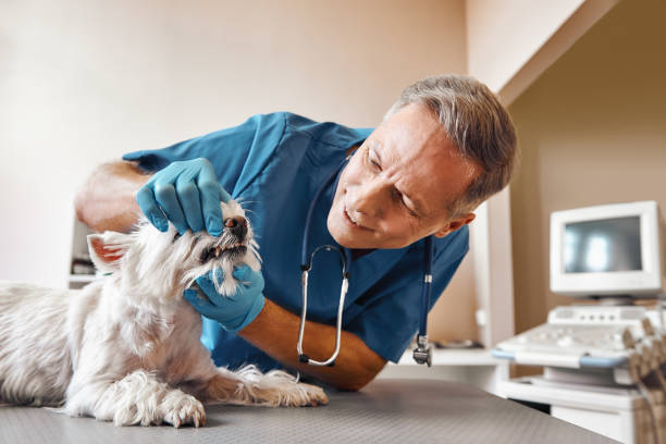 Best Emergency Root Canal Treatment in Warren, IL